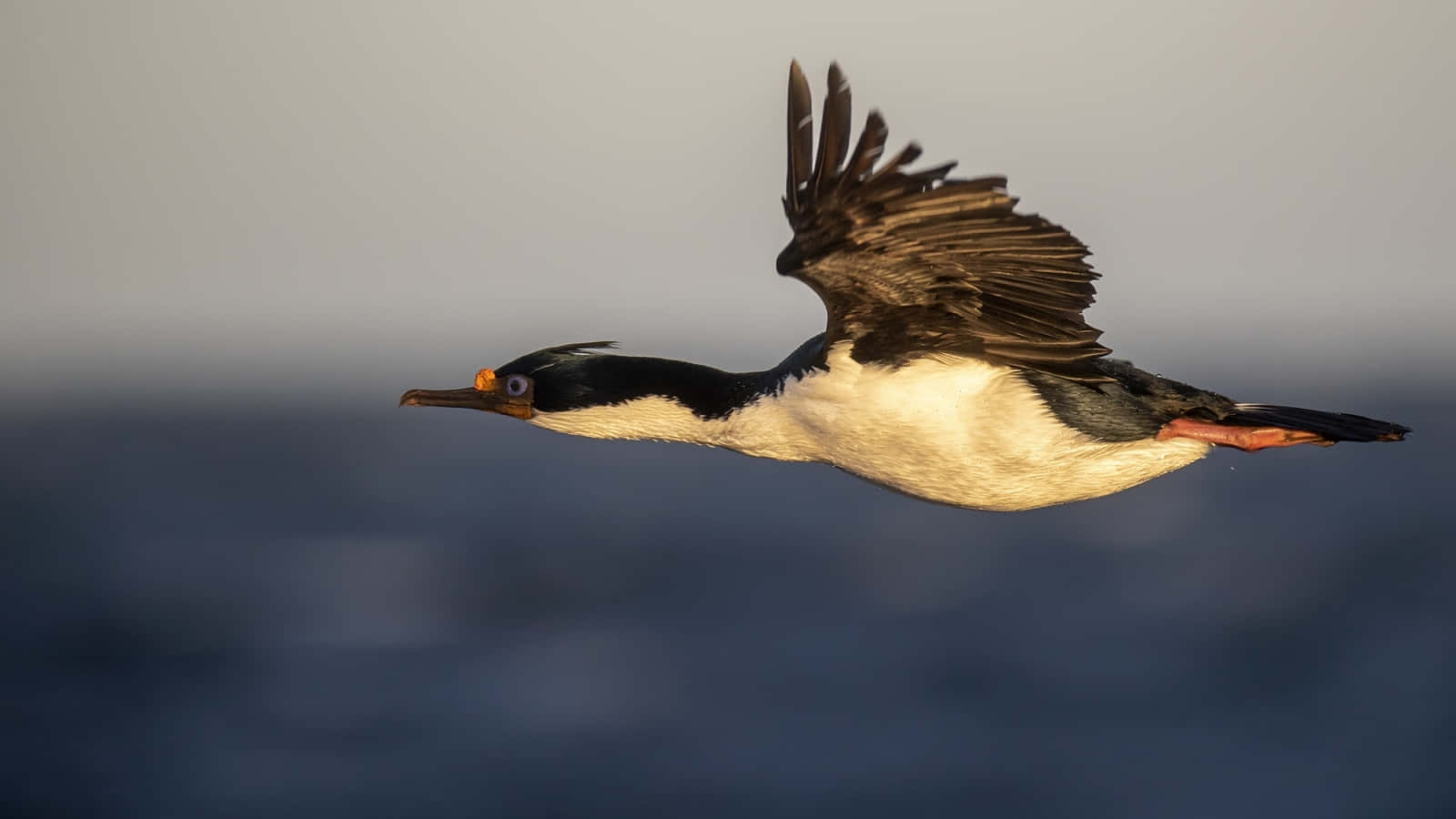 Imperial Shag In Flight Wallpaper