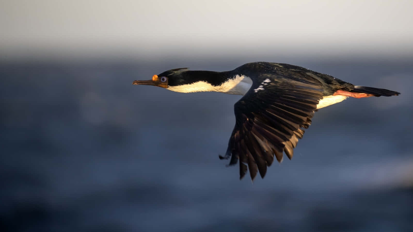 Imperial Shag In Flight Wallpaper