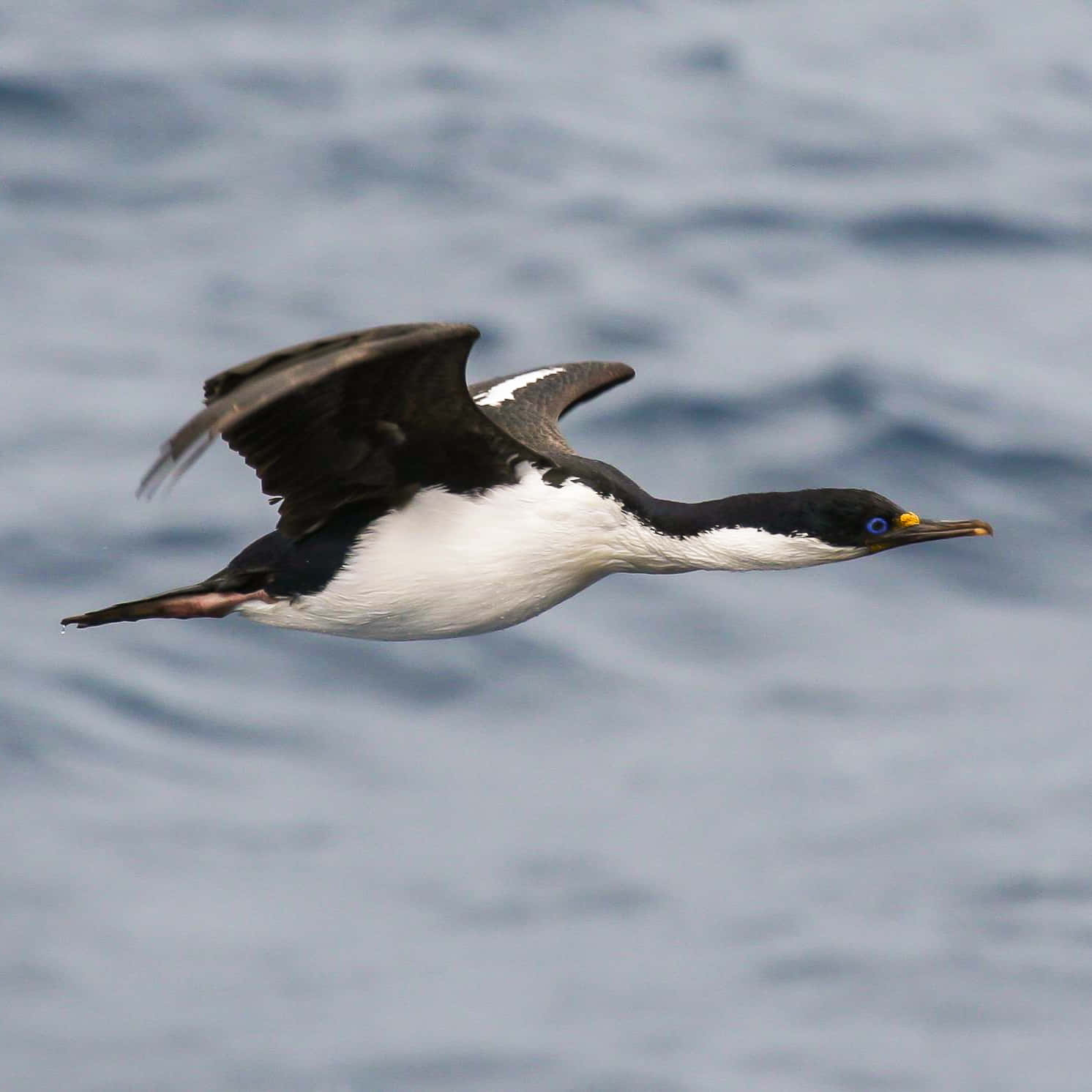 Imperial Shag In Flight Wallpaper