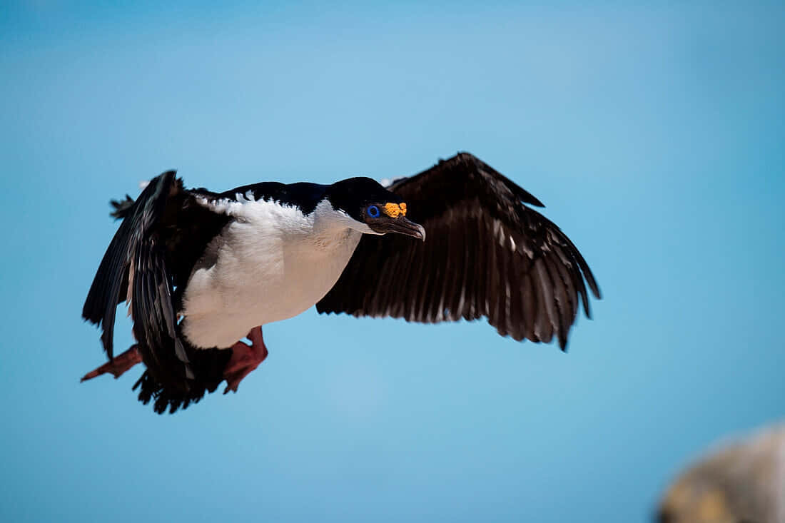 Imperial Shag In Flight Wallpaper