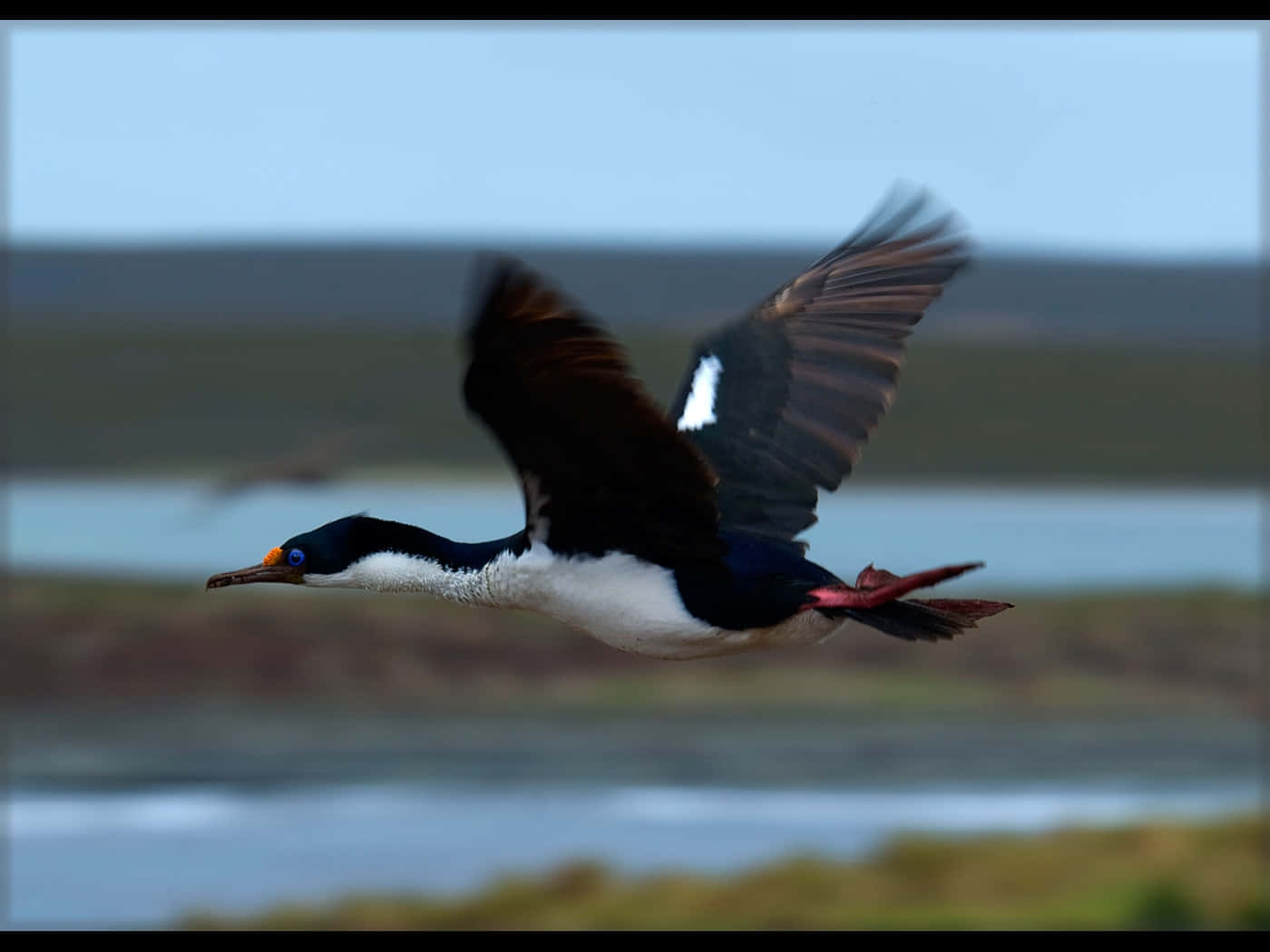 Imperial Shag In Flight Wallpaper