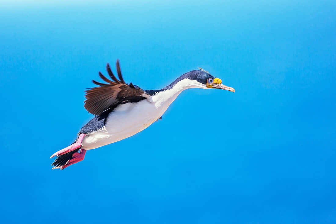 Imperial Shag In Flight Wallpaper