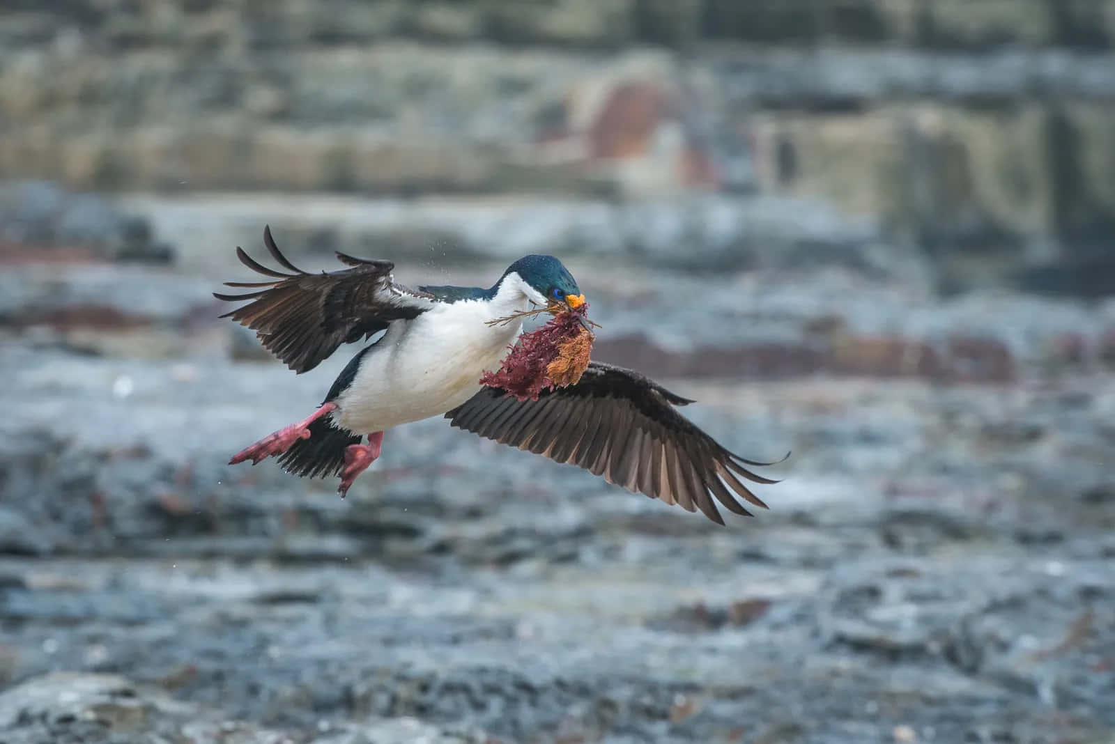 Imperial Shag In Flight With Nesting Material Wallpaper