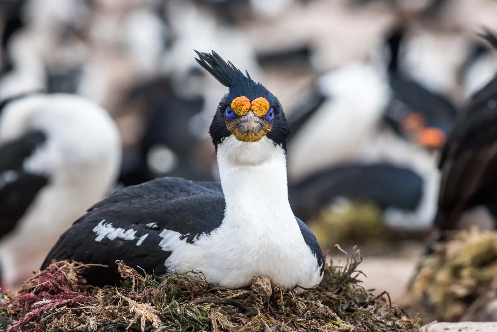 Imperial Shag Nesting Colony Wallpaper