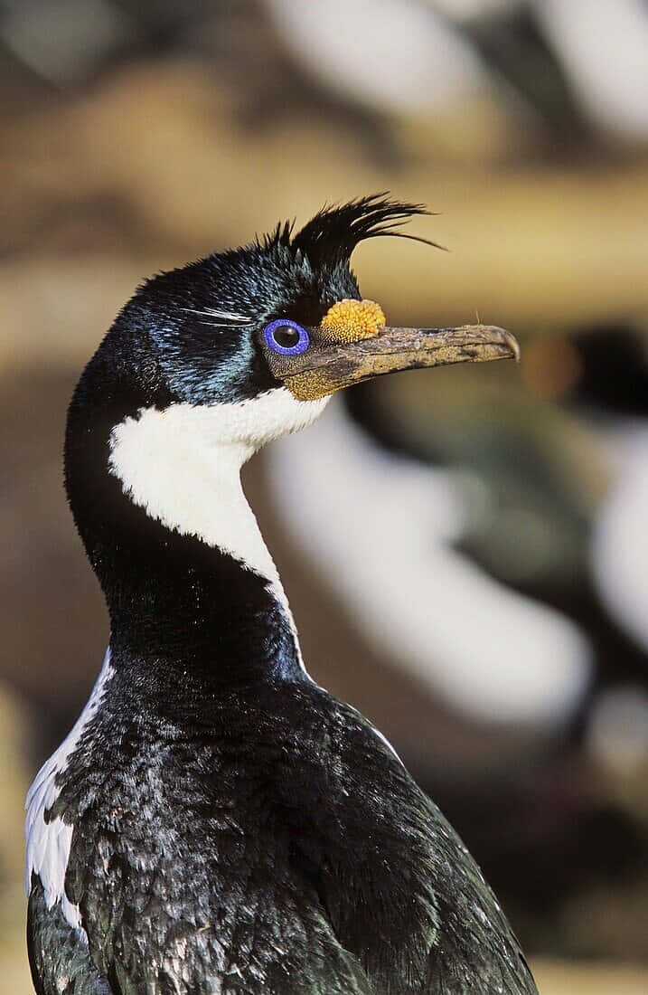 Imperial Shag Portrait Wallpaper