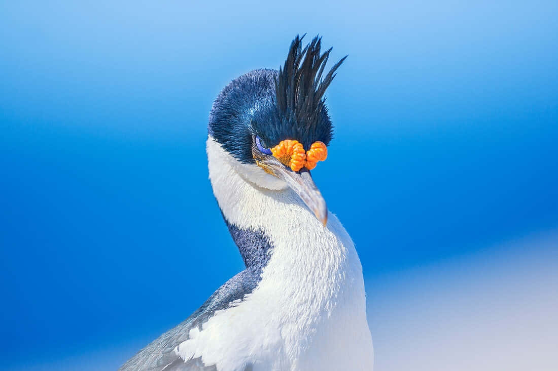 Imperial Shag Portrait Blue Background Wallpaper