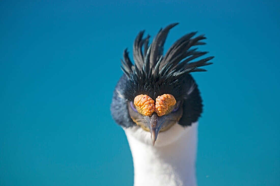 Imperial Shag Portrait Wallpaper