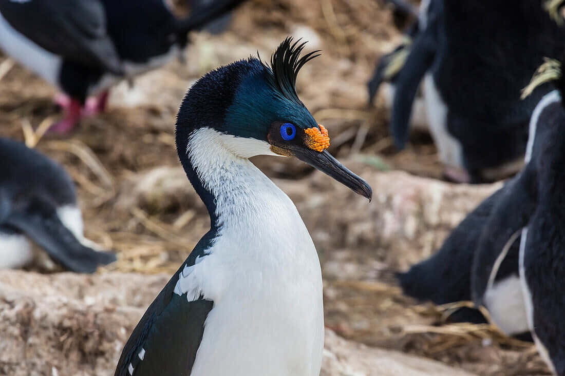 Imperial Shag Portrait Wallpaper