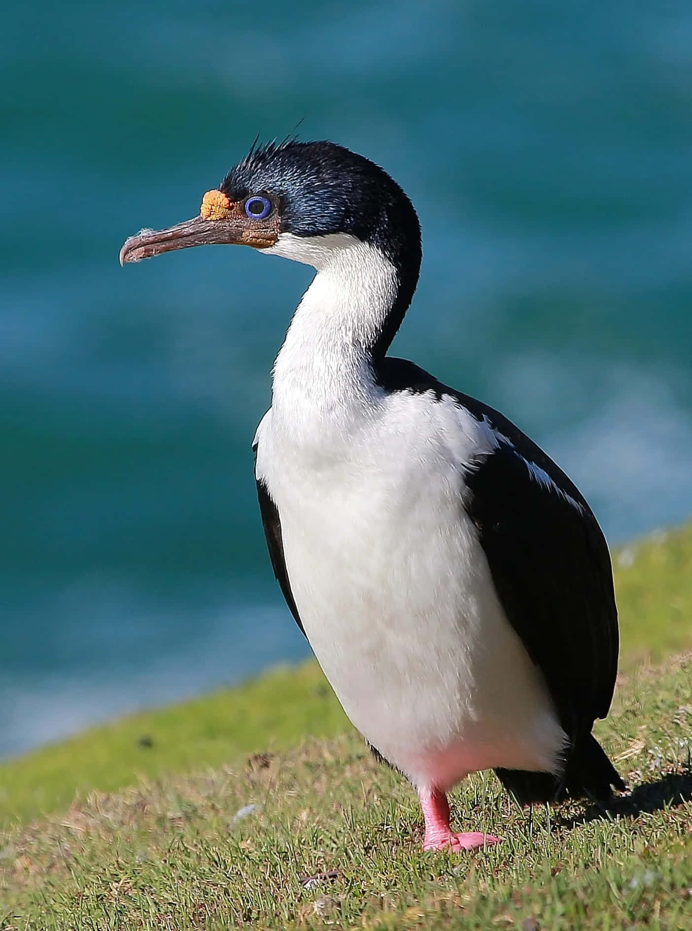 Imperial Shag Seaside Portrait Wallpaper