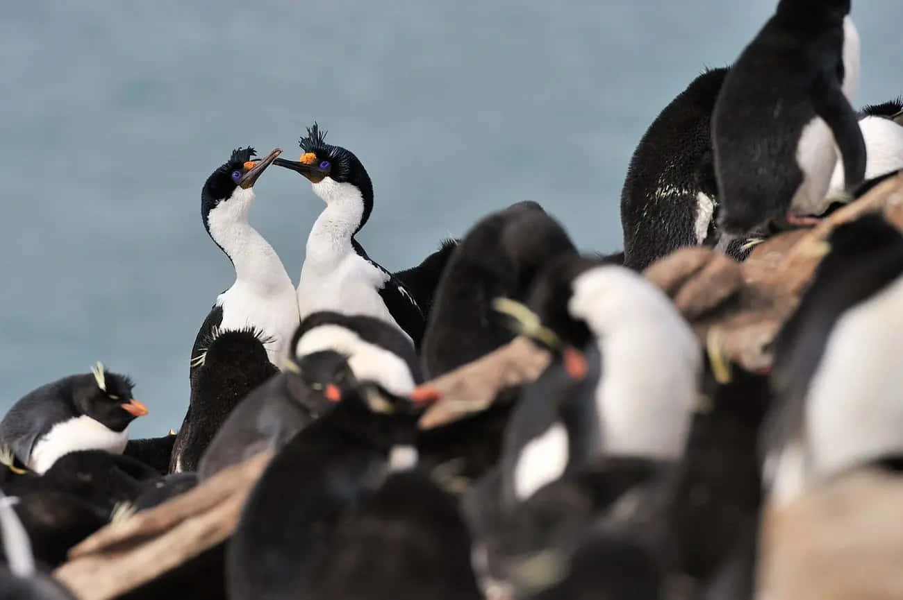 Imperial Shags Courtship Ritual Wallpaper