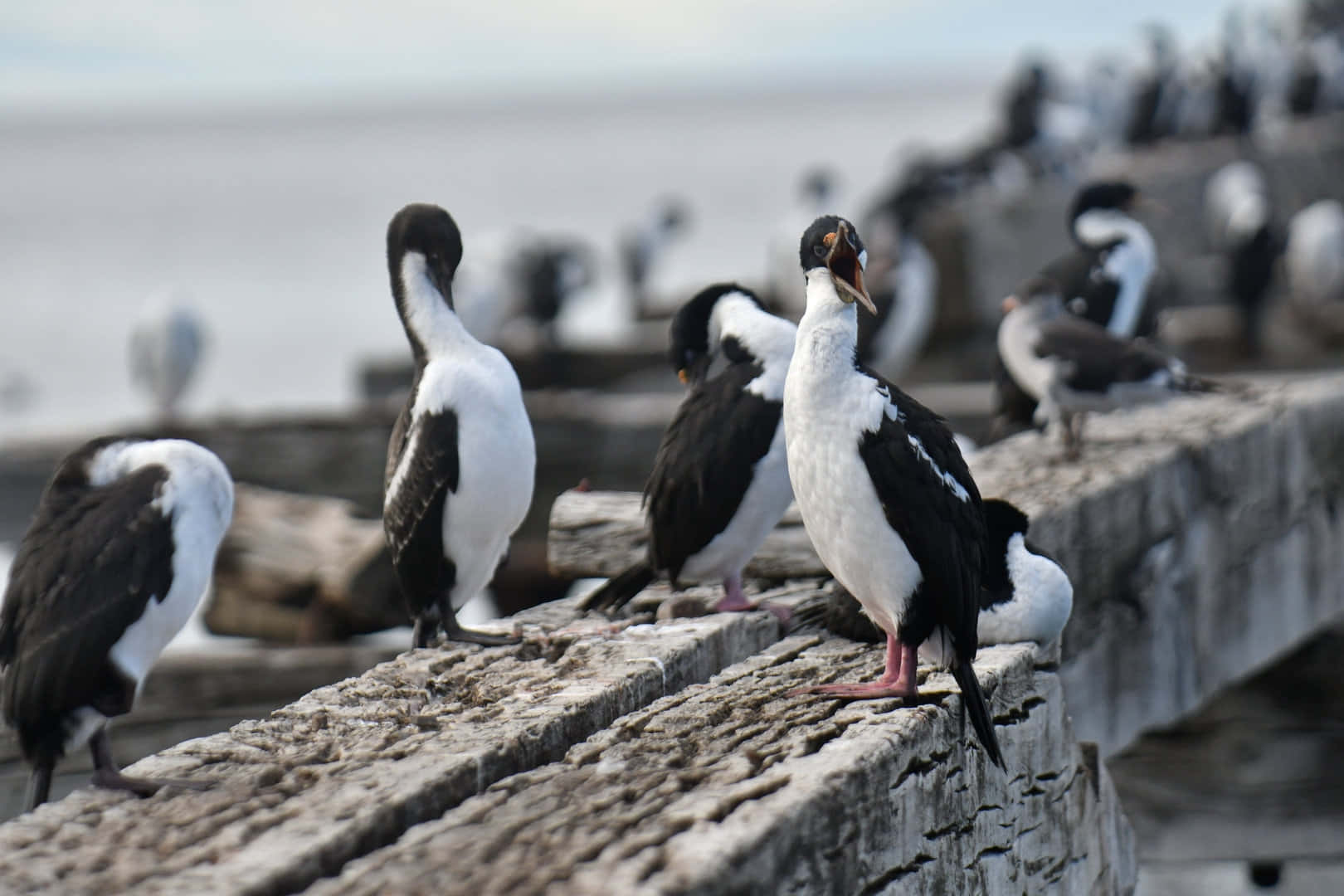 Imperial Shags Restingon Pier Wallpaper