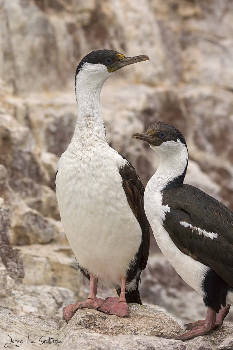 Imperial Shags Restingon Rock Wallpaper