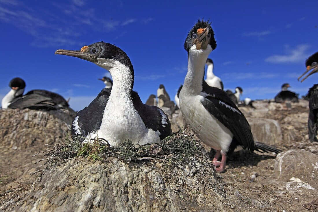 Imperial Shags Restingon Rocky Shoreline Wallpaper