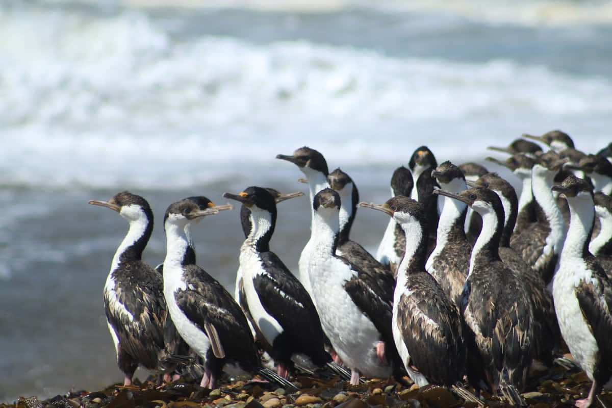 Imperial Shags Seaside Gathering Wallpaper