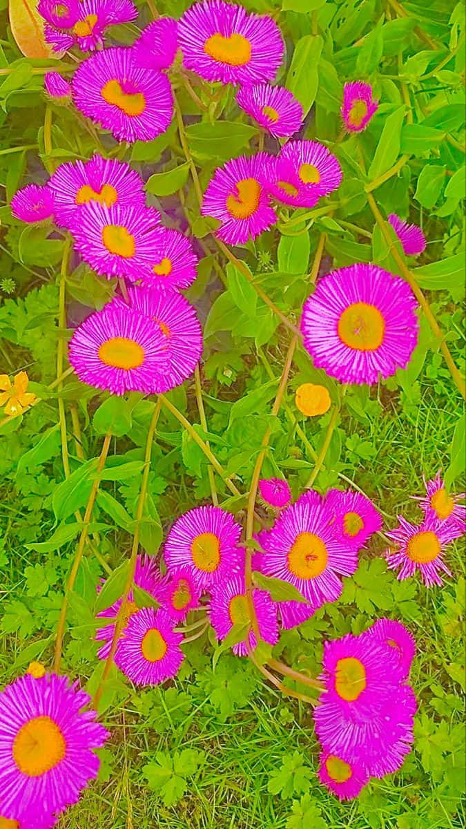 Indie Flower [wallpaper] Wallpaper