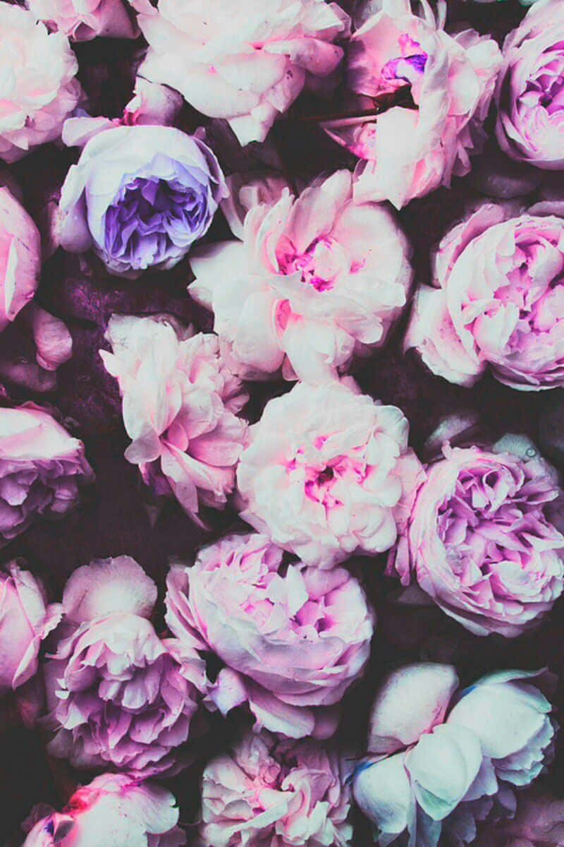 Indie Flower [wallpaper] Wallpaper