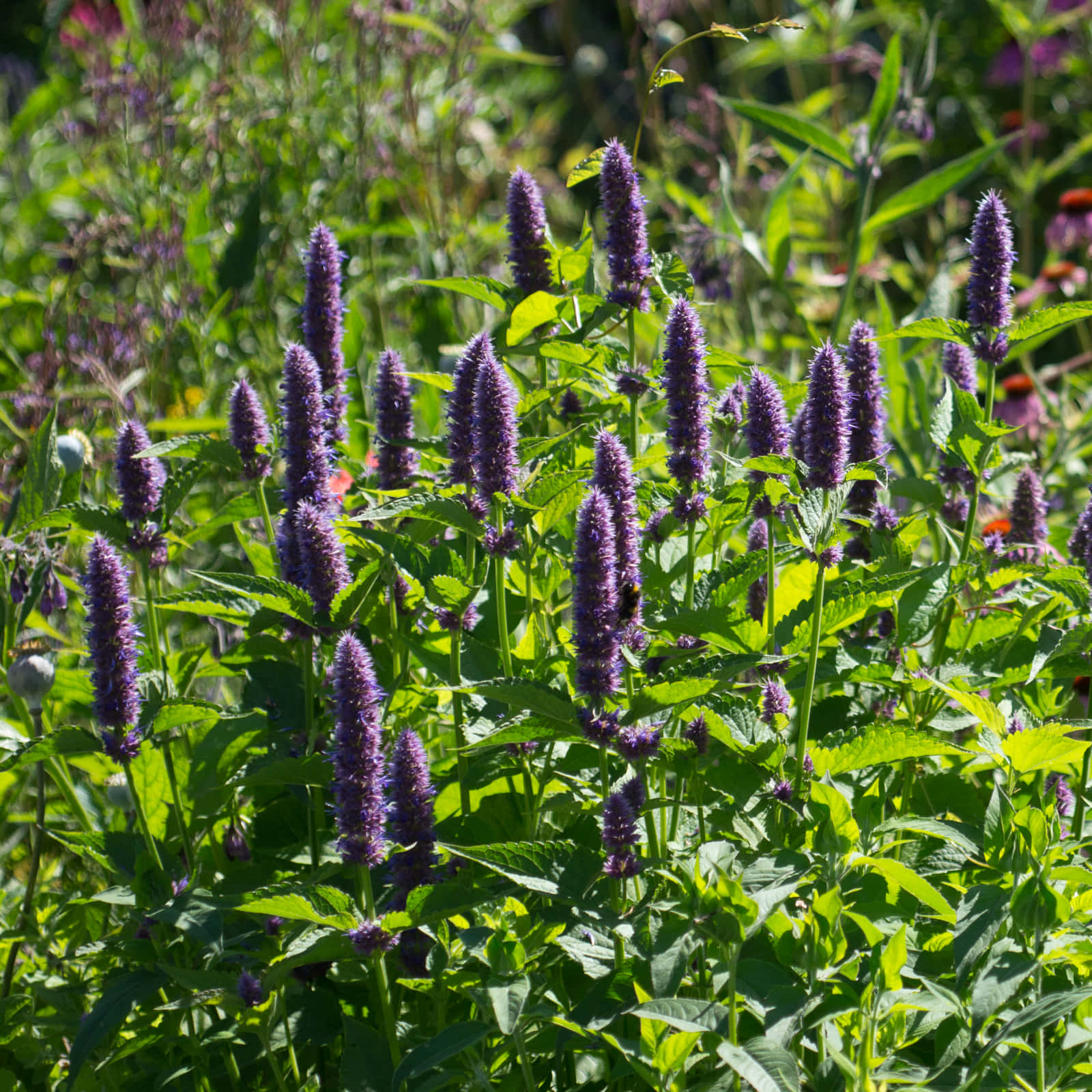 Indulge In The Sweet Tooth Pleasure Of Purple Licorice! Wallpaper