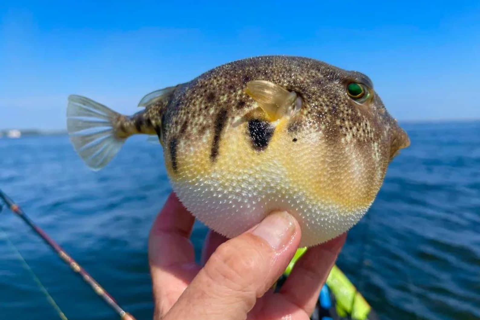 Inflated Blowfish Held Over Water Wallpaper