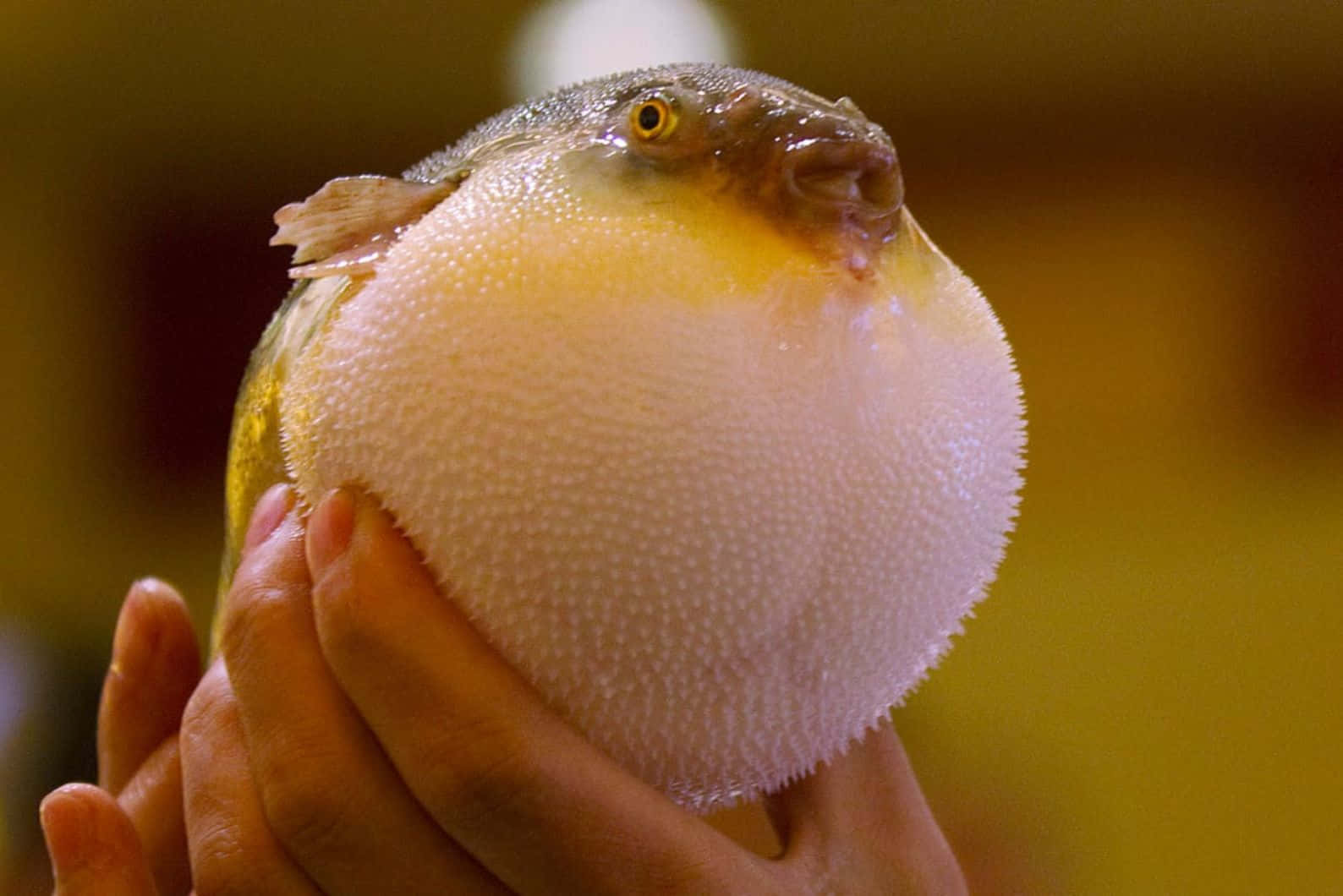 Inflated Blowfish Heldin Hands.jpg Wallpaper