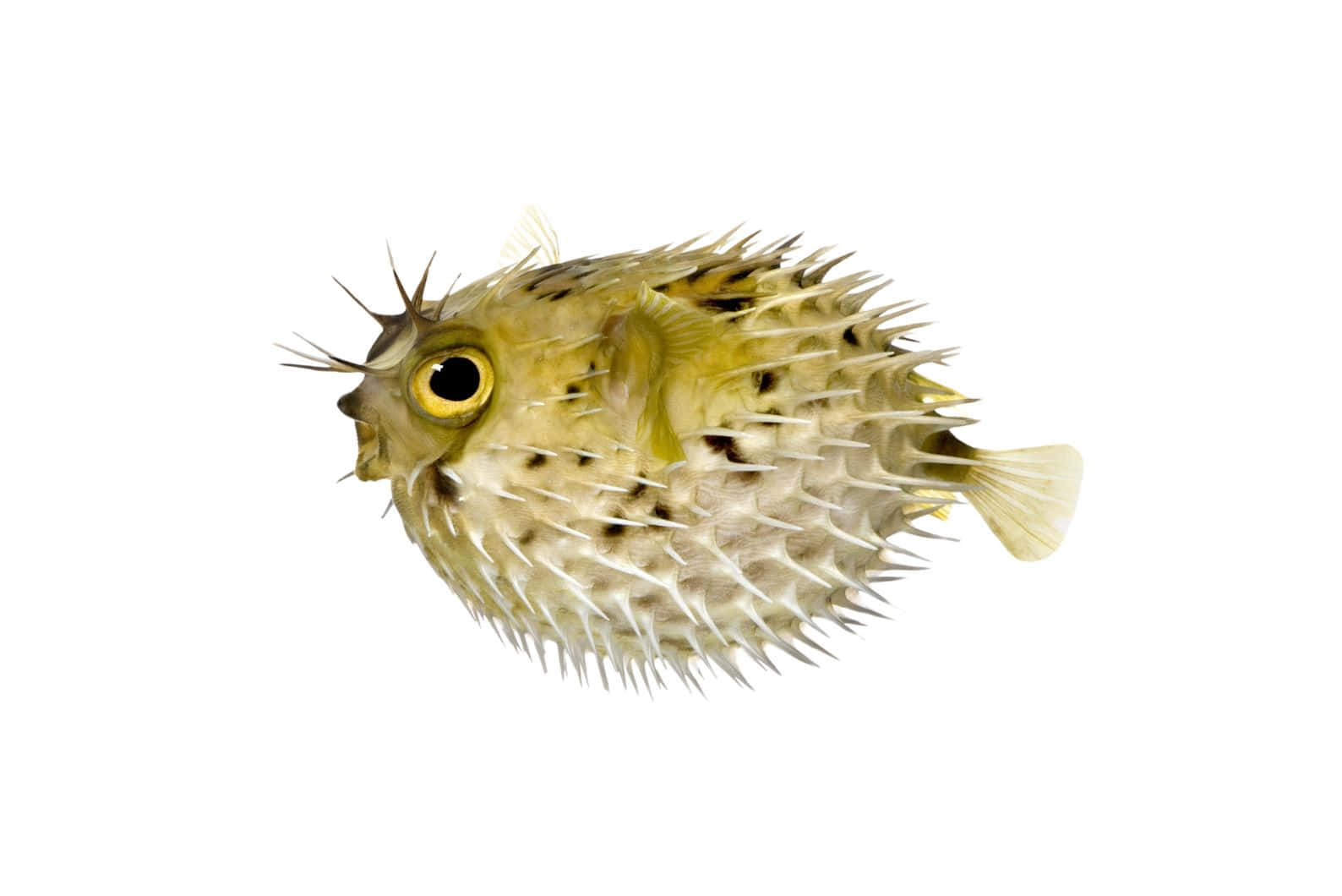 Inflated Blowfish Isolatedon White Wallpaper