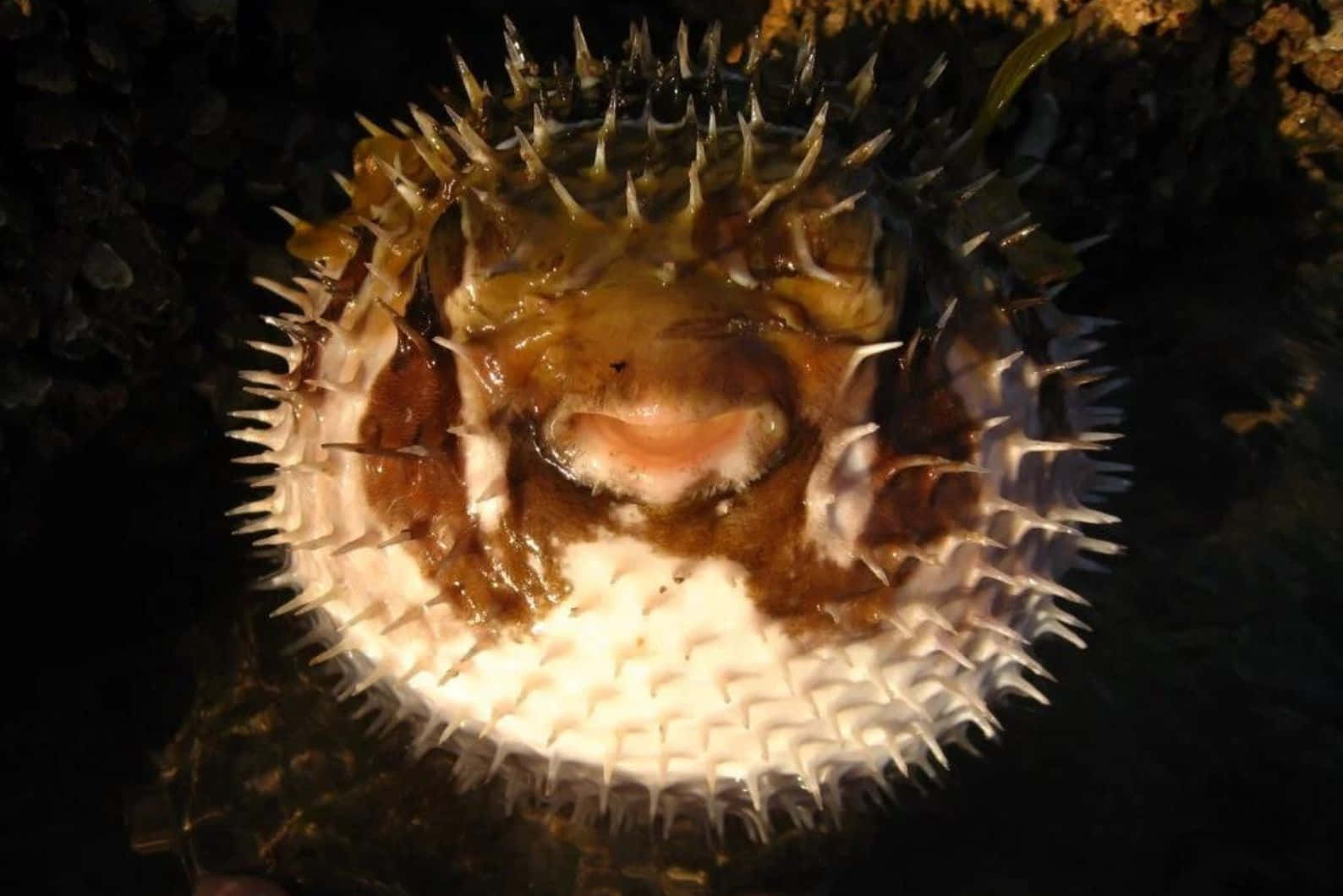 Inflated Blowfish Underwater Wallpaper