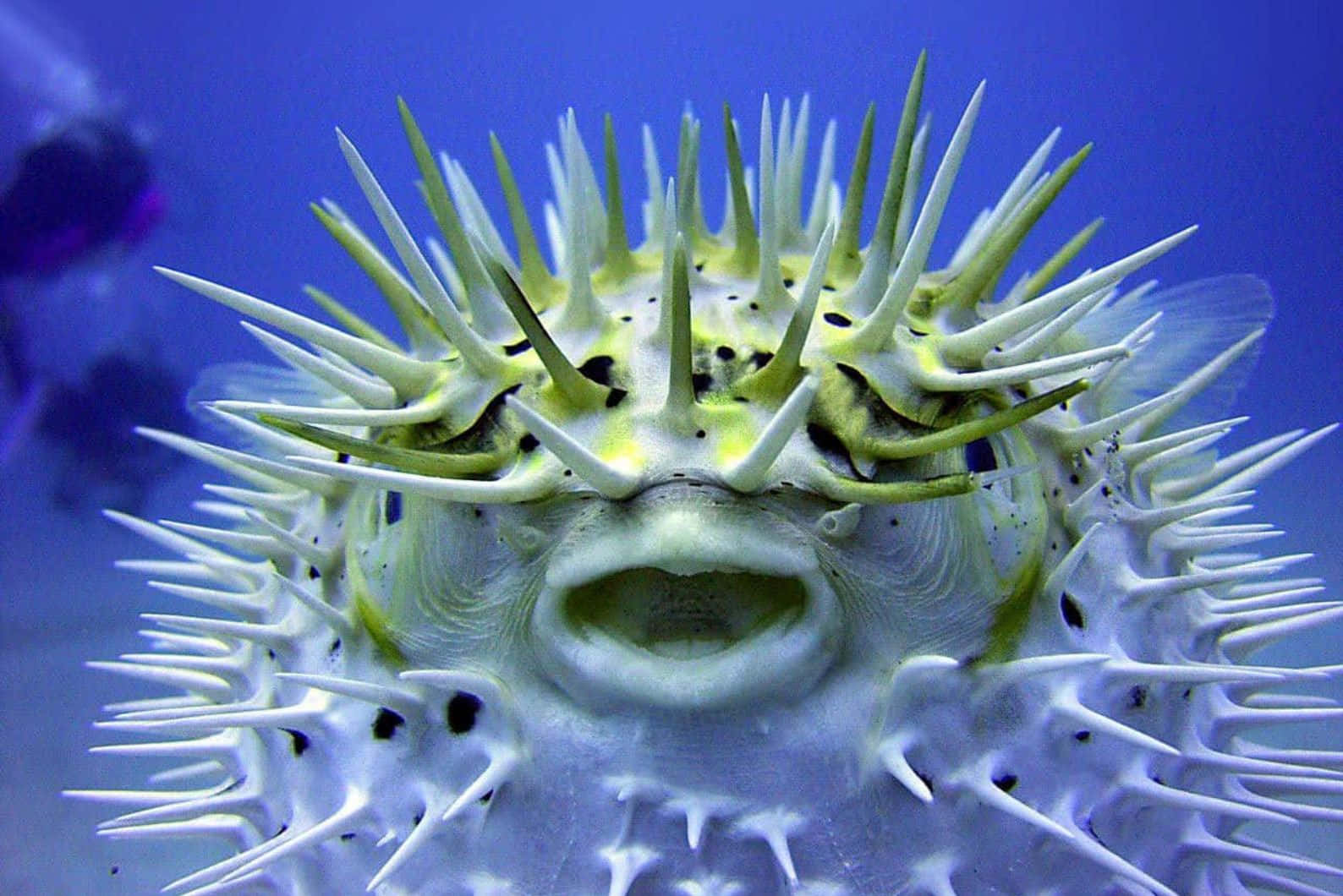 Inflated Blowfish Underwater Wallpaper