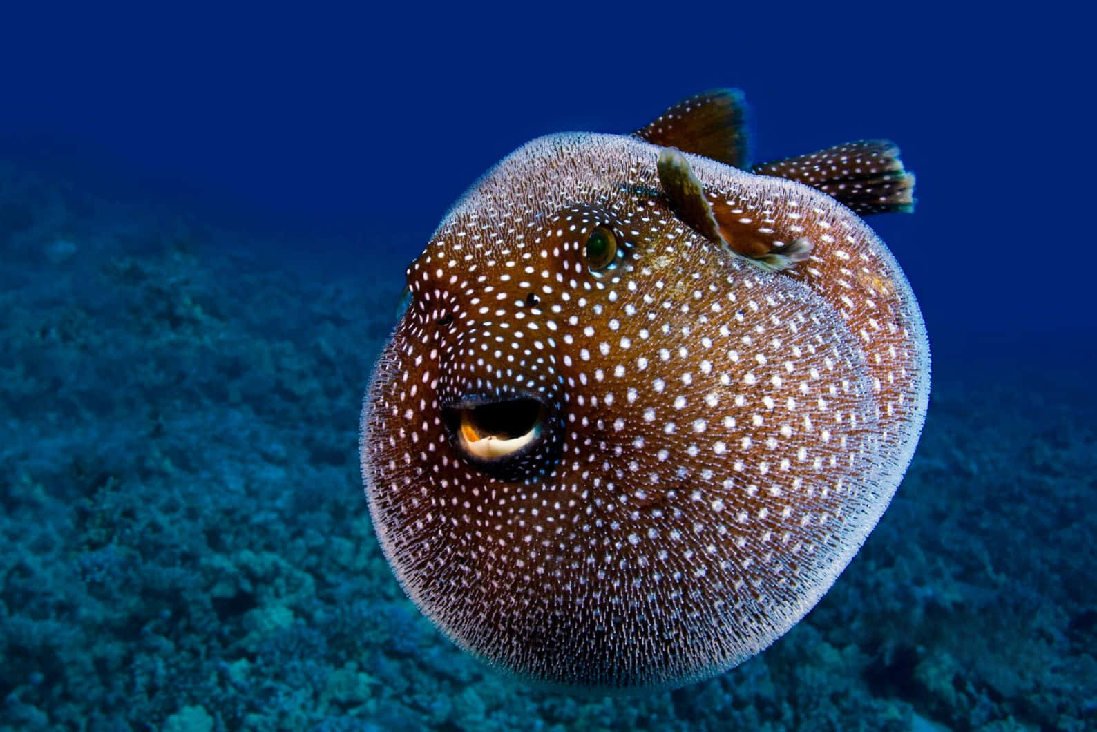 Inflated Blowfish Underwater Wallpaper