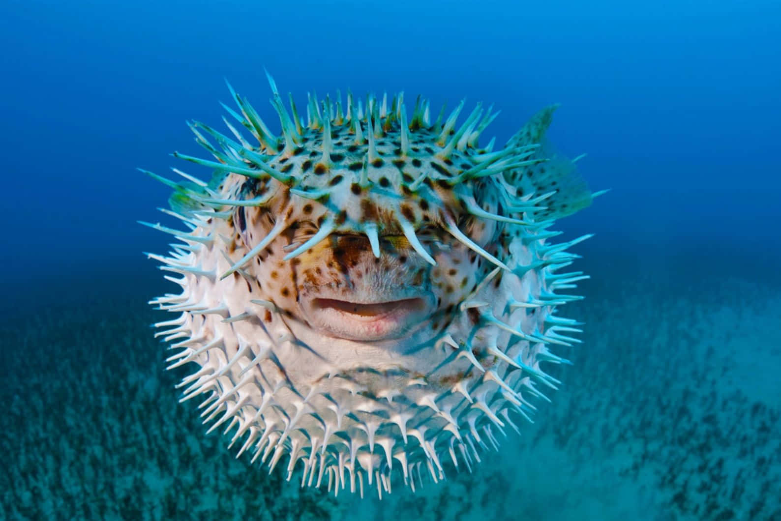 Inflated Blowfish Underwater Wallpaper