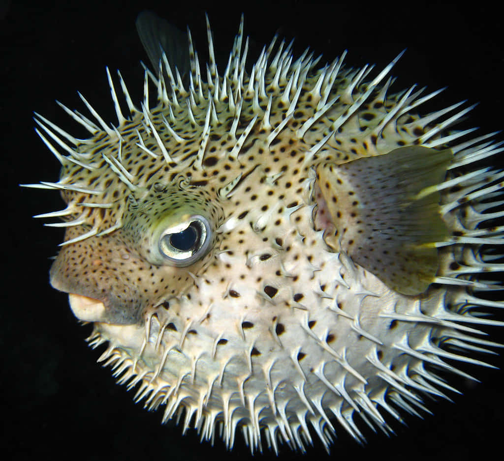 Inflated Porcupinefish Underwater Wallpaper