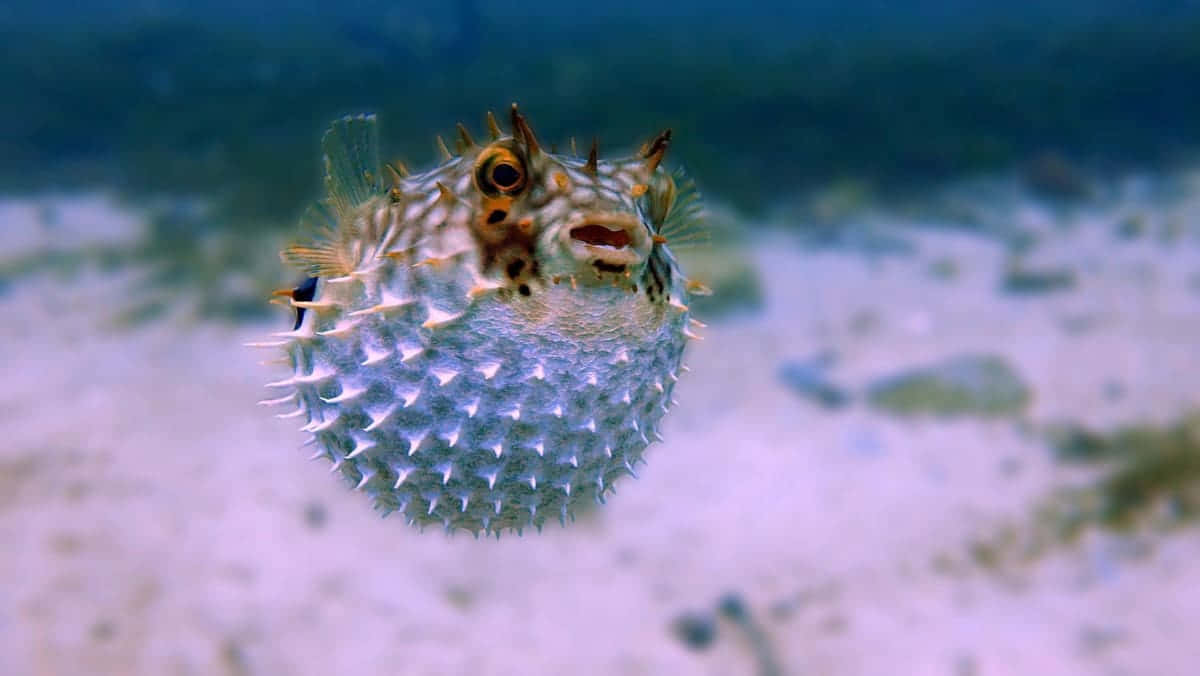 Inflated Pufferfish Underwater.jpg Wallpaper