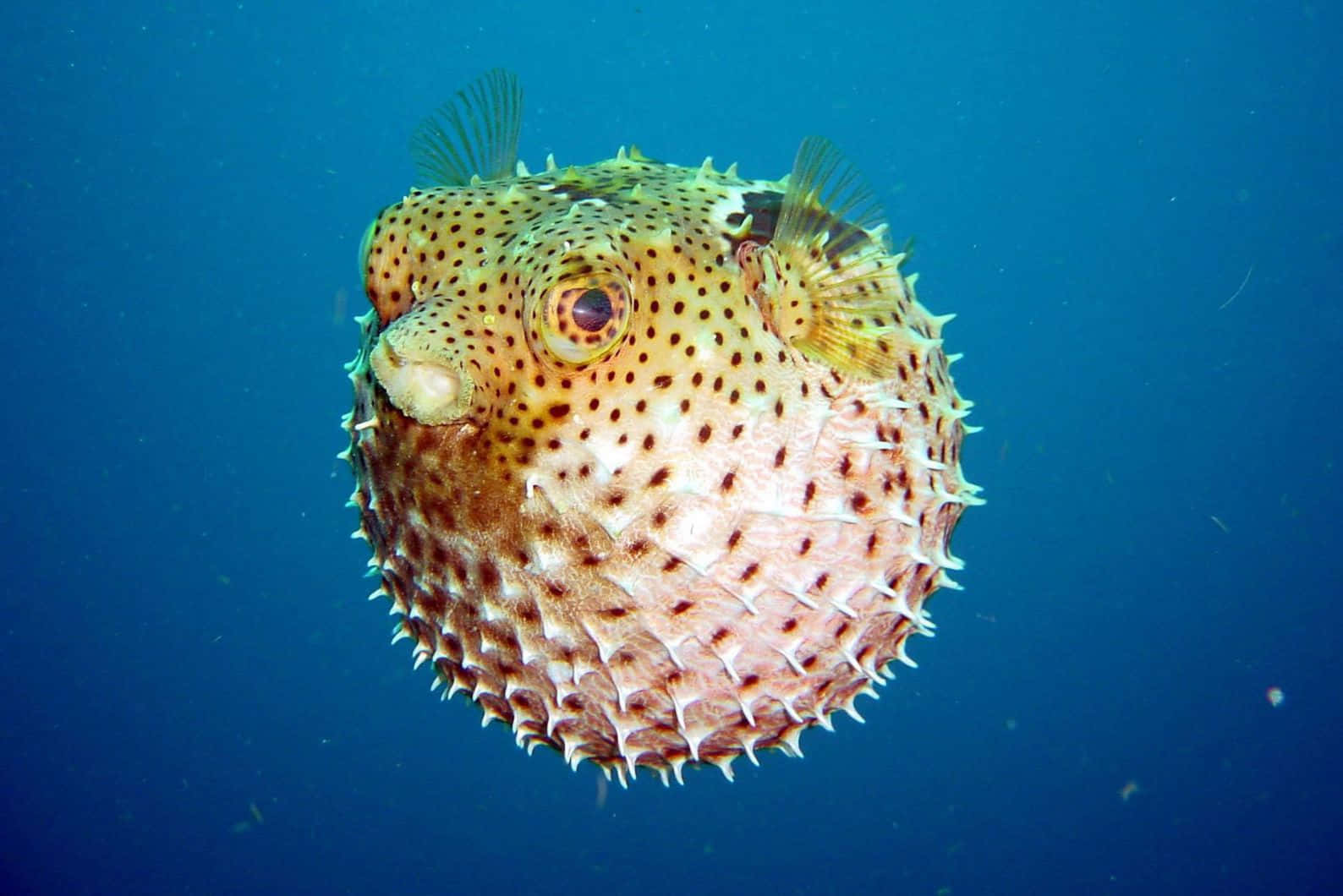 Inflated Spotted Blowfish Underwater Wallpaper