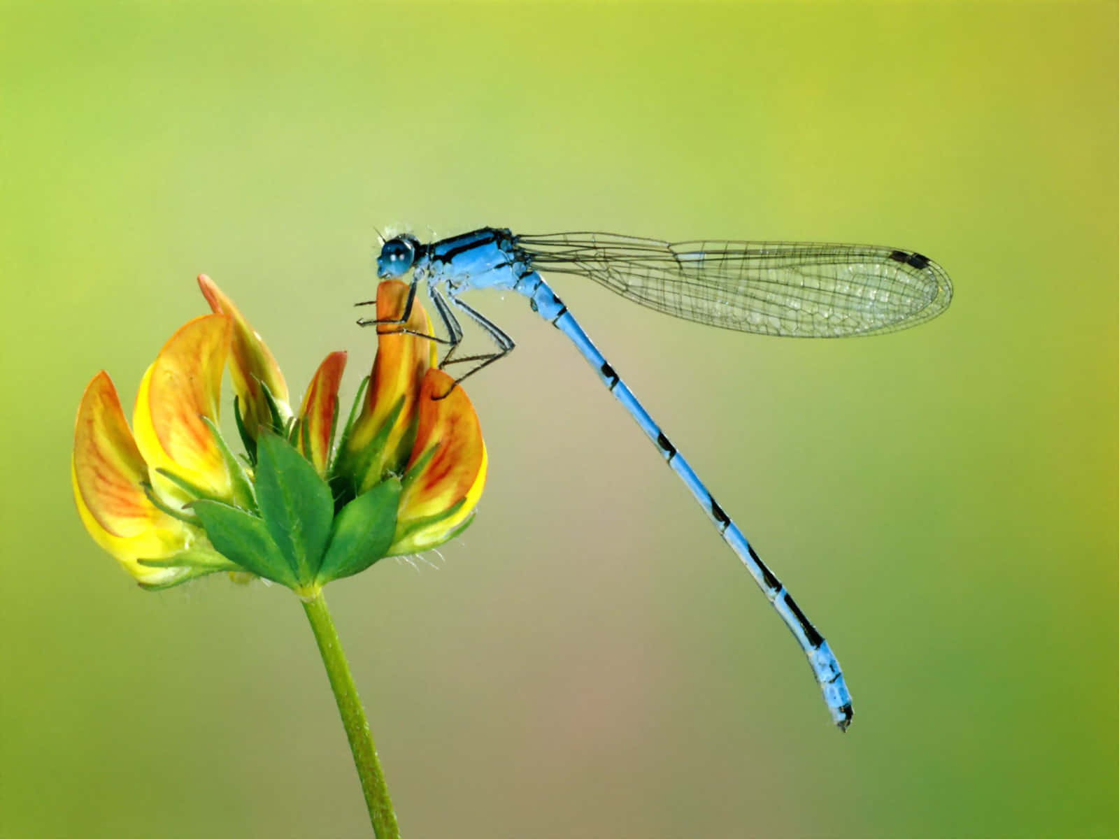 Insects Named Azure Damselfly Wallpaper