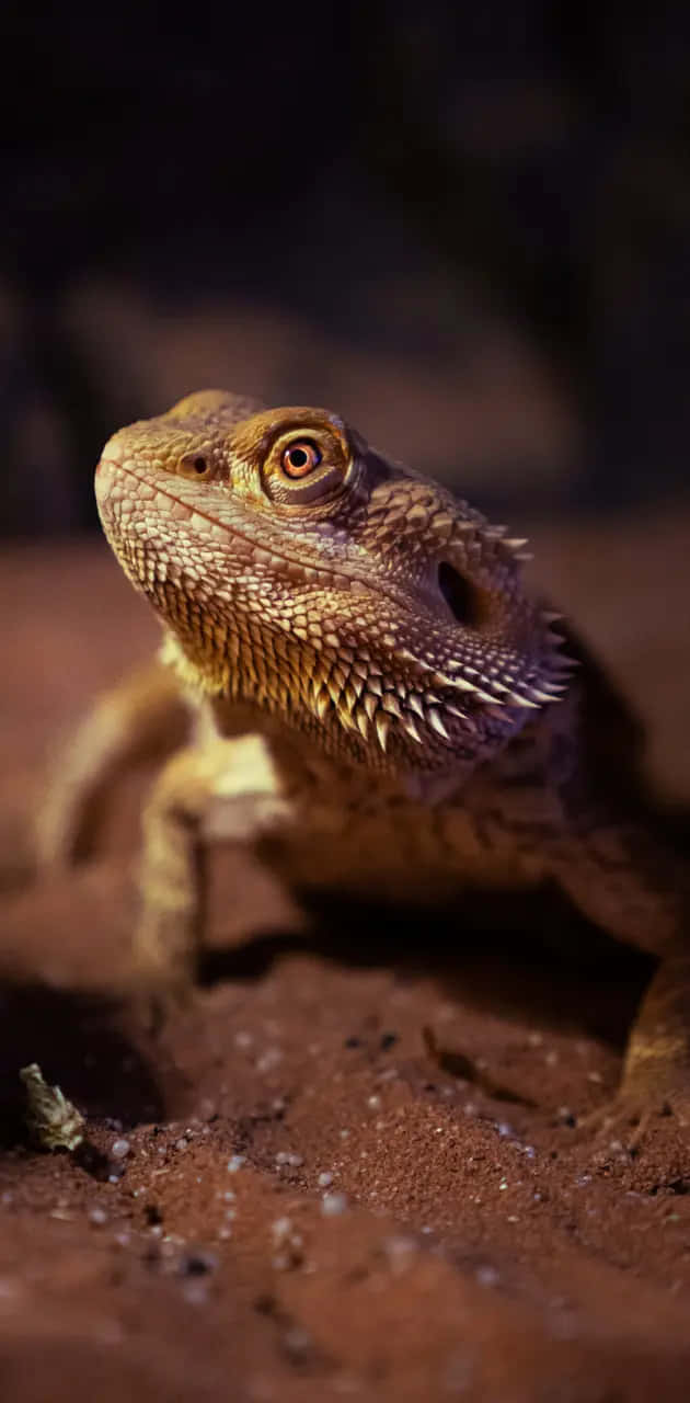 Intense Bearded Dragon Portrait Wallpaper