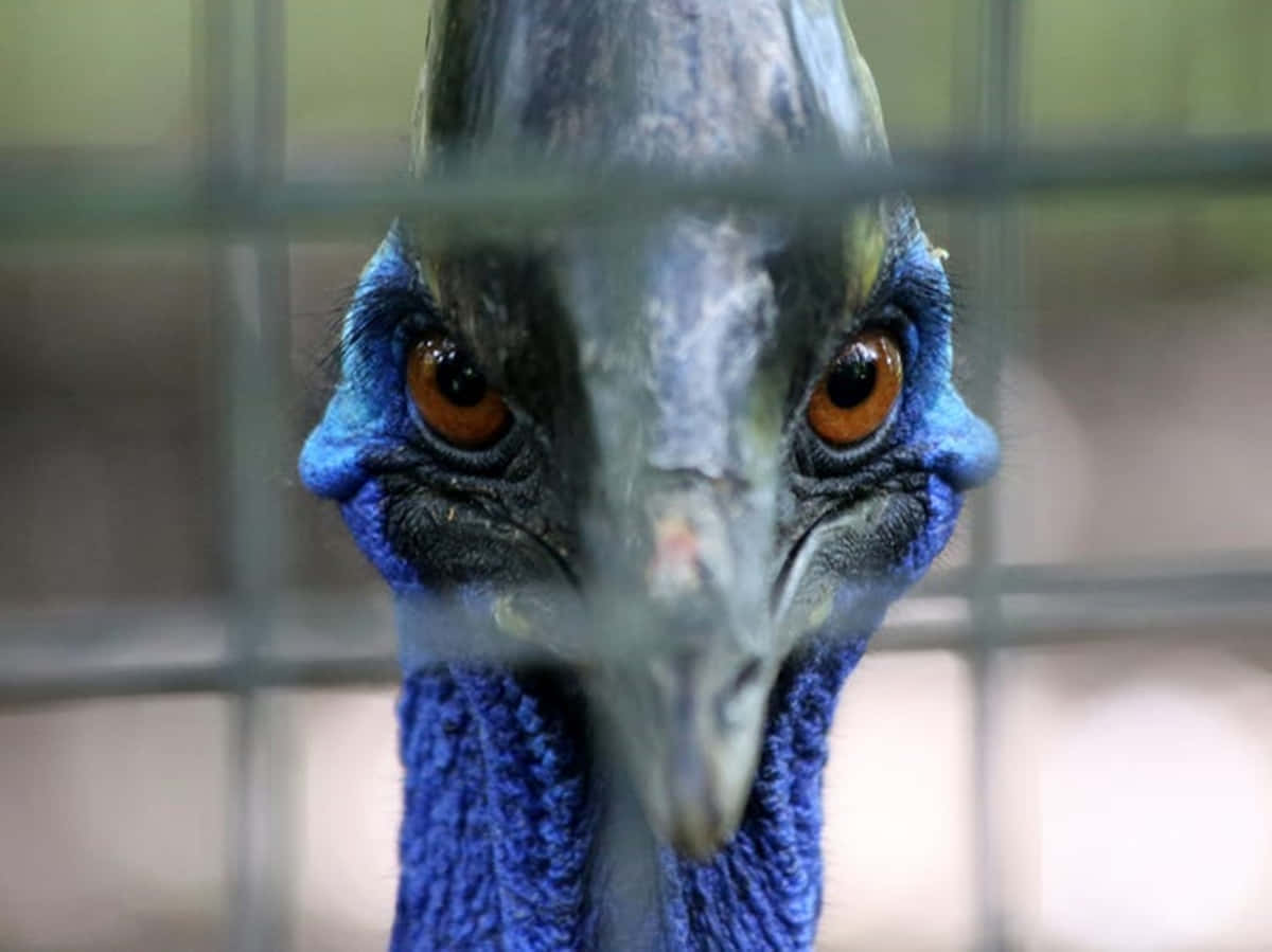 Intense Cassowary Stare.jpg Wallpaper