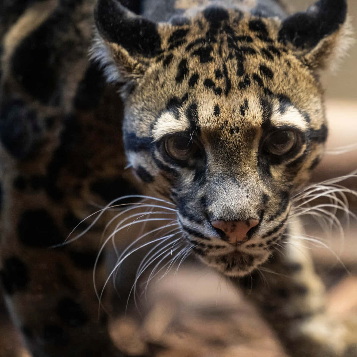 Intense Gaze Clouded Leopard Wallpaper