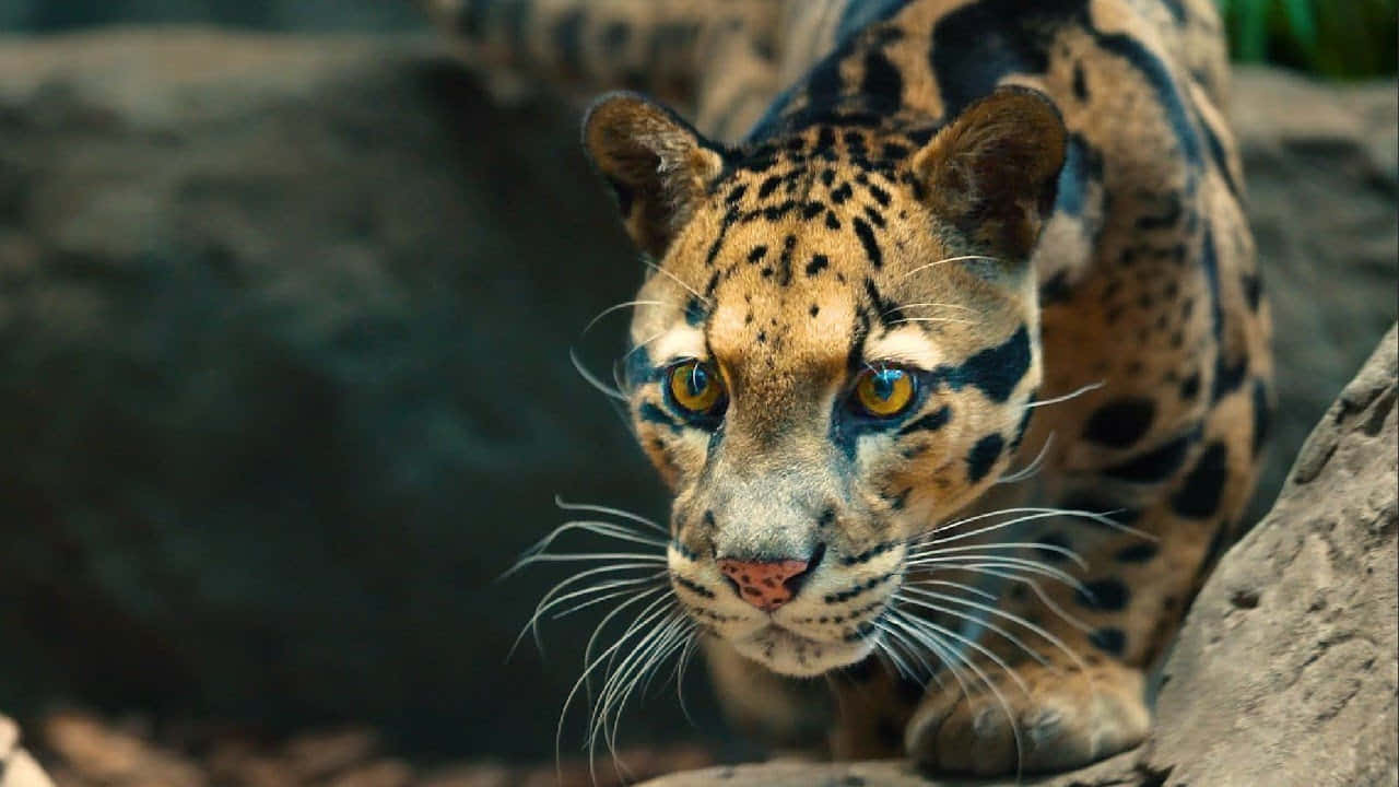 Intense Gaze Clouded Leopard Wallpaper