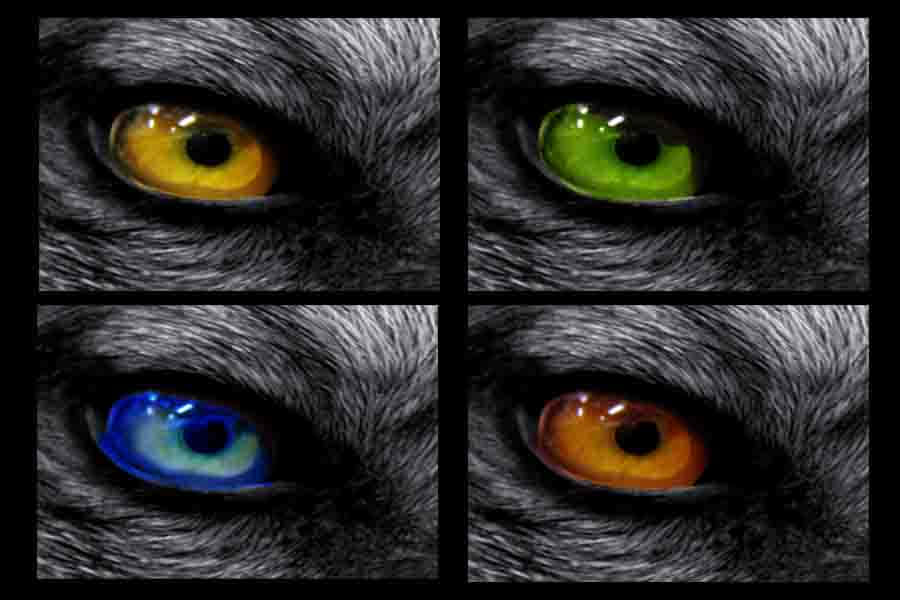 Intense Gaze Of A Wolf Wallpaper