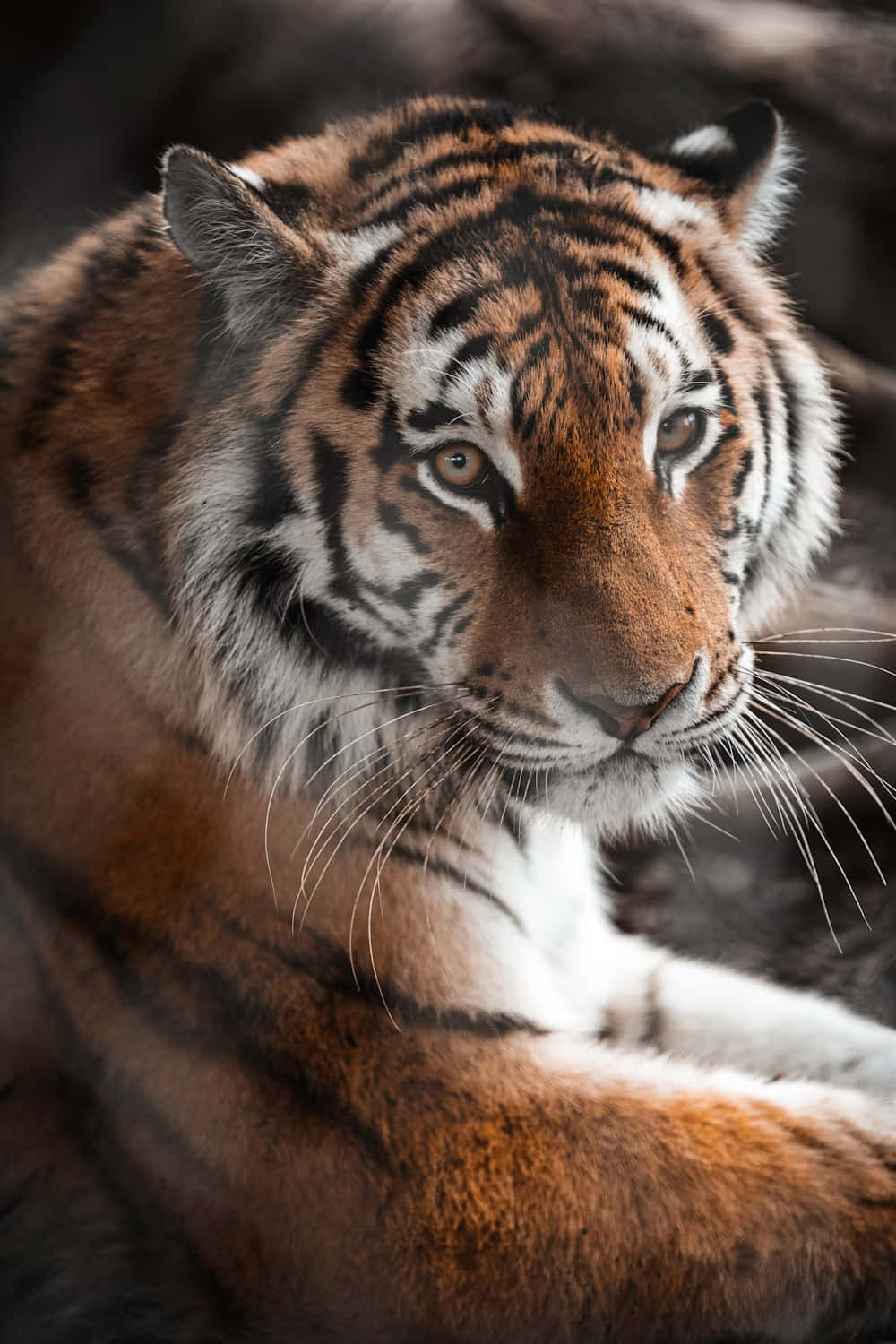 Intense_ Gaze_of_ Siberian_ Tiger Wallpaper