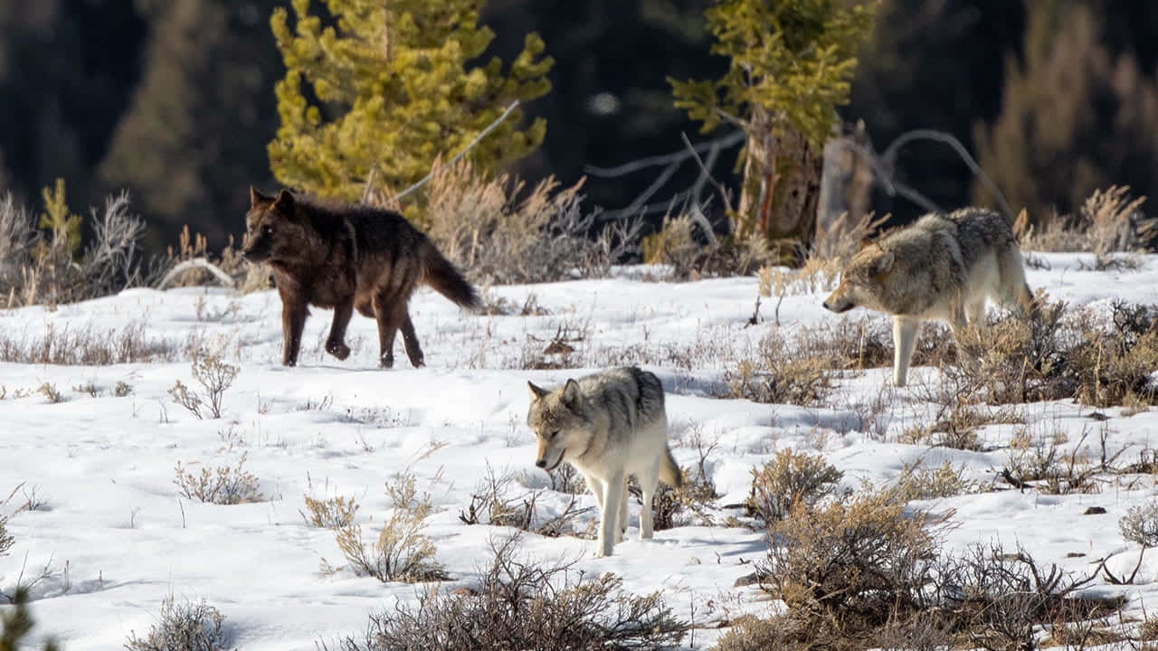 Intense Moment Of Wolf Hunting In The Wilderness Wallpaper