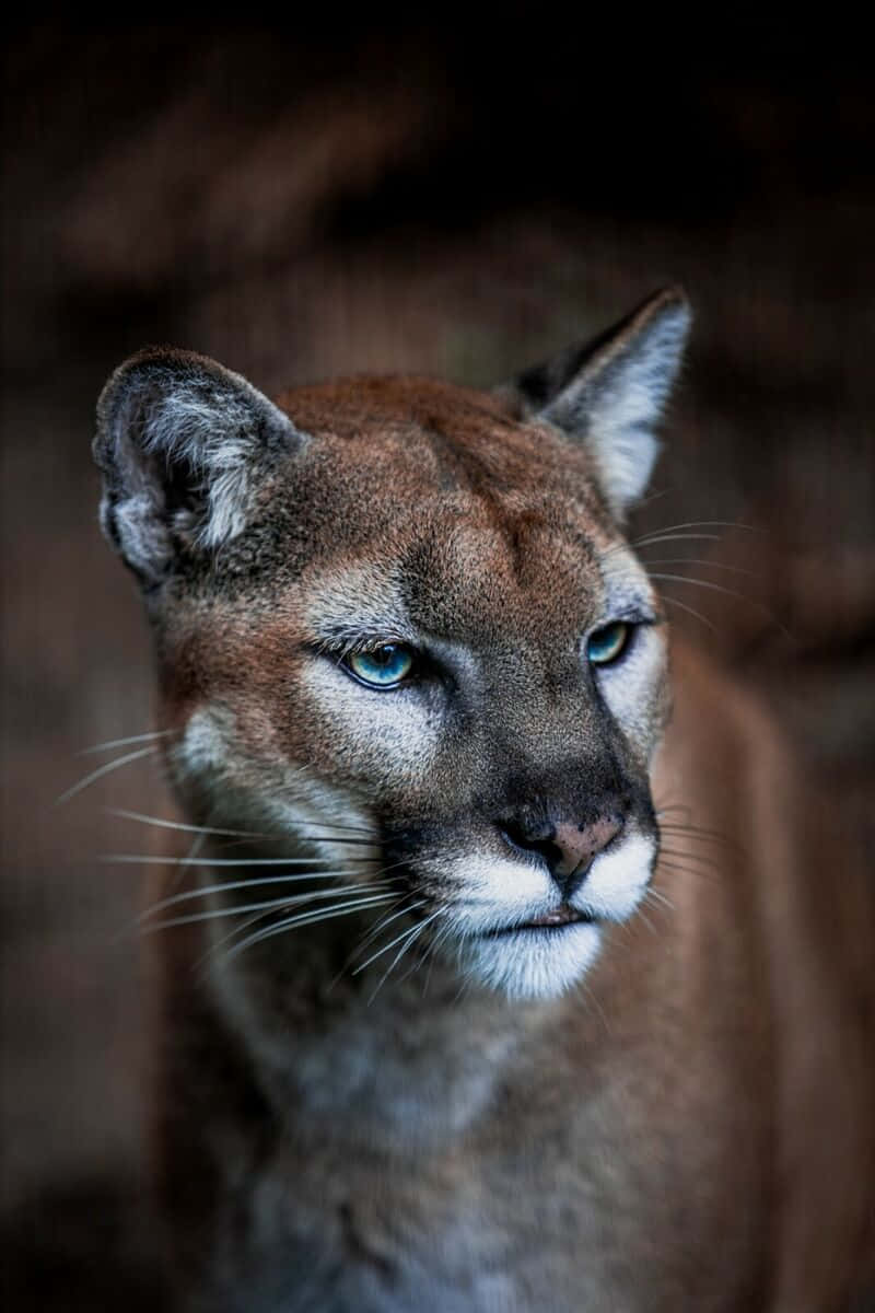 Intense Mountain Lion Portrait Wallpaper