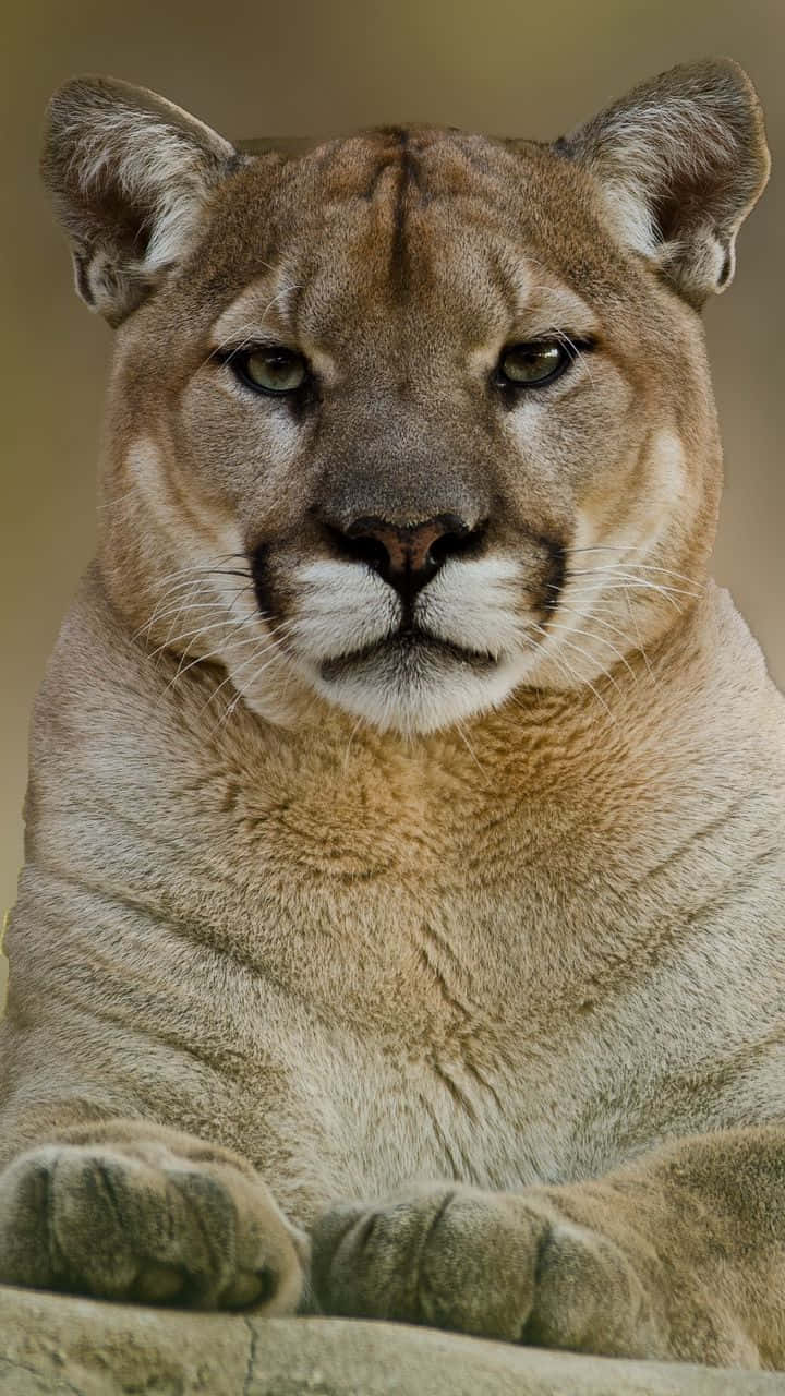 Intense Mountain Lion Portrait Wallpaper