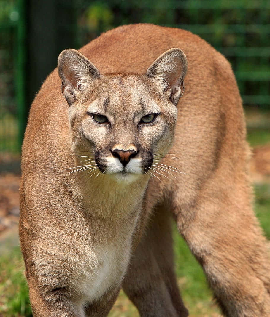 Intense Mountain Lion Stare Wallpaper