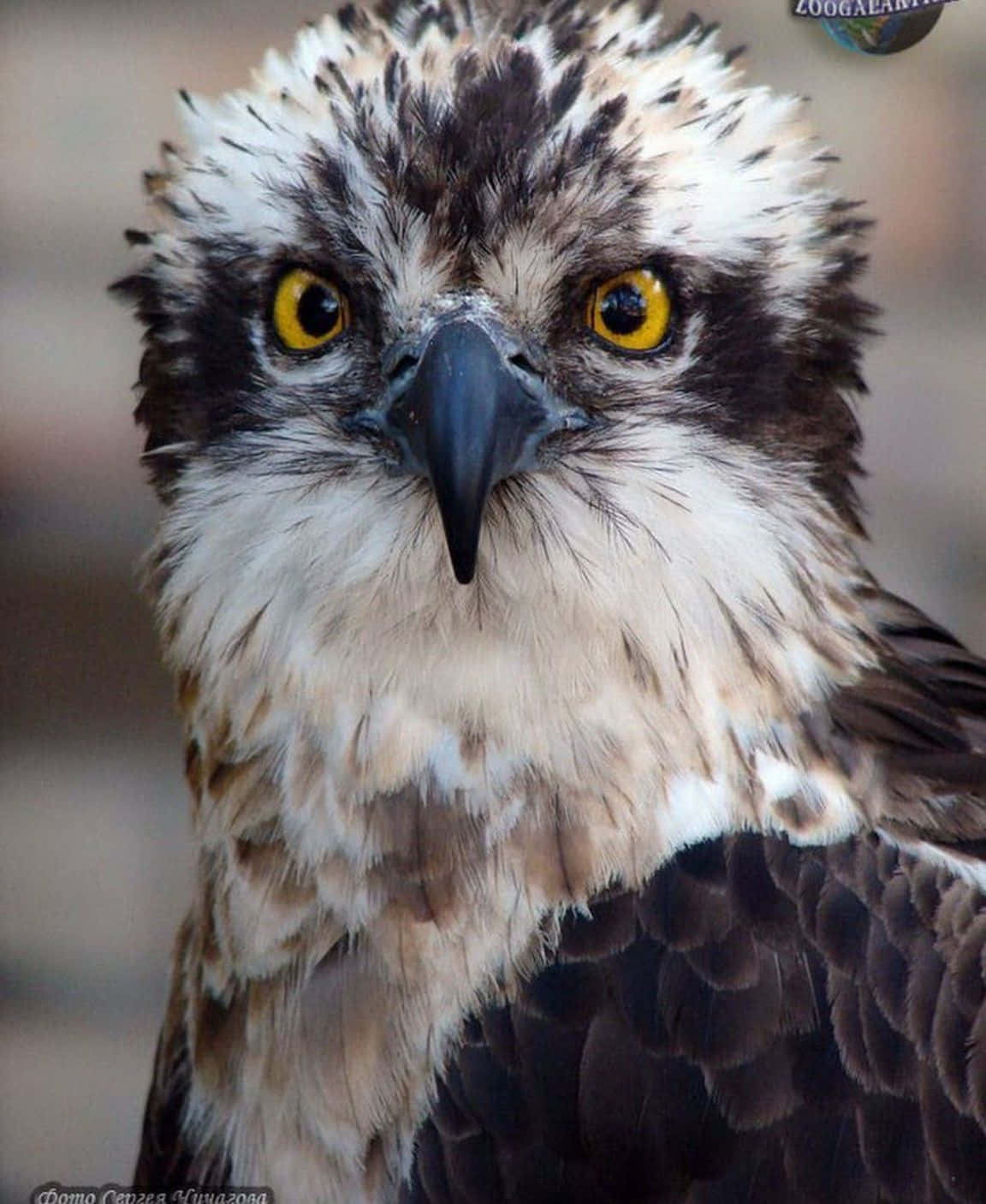 Intense_ Osprey_ Closeup_ Portrait.jpg Wallpaper