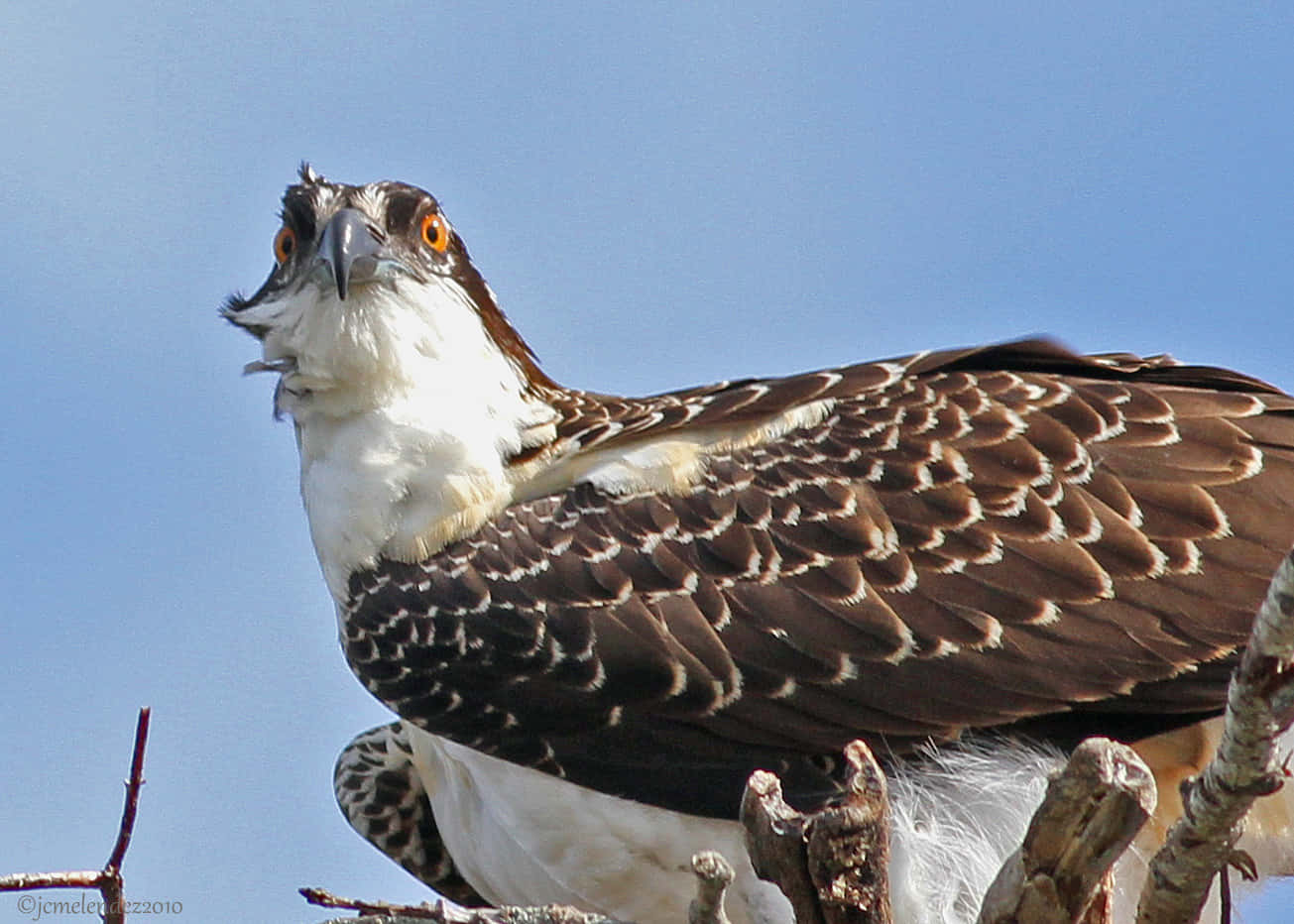 Intense_ Osprey_ Stare_ Closeup.jpg Wallpaper