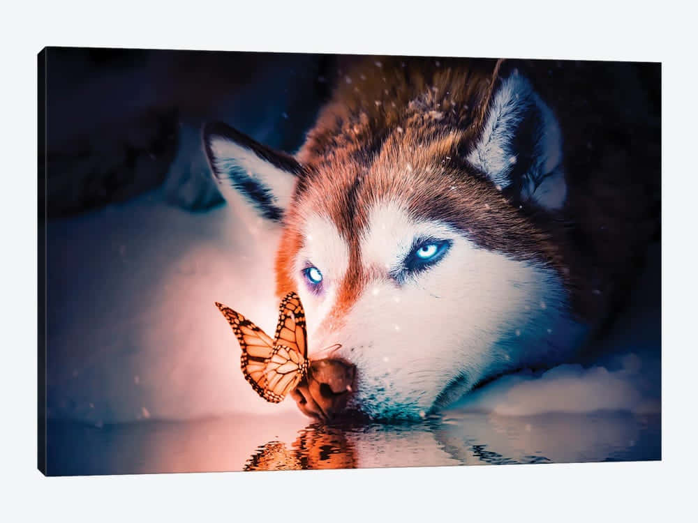 Intense Stare Of A Mysterious Wolf In The Dark Wallpaper