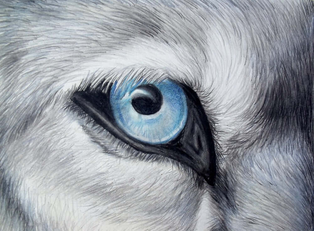 Intense Stare Of A Wolf Wallpaper