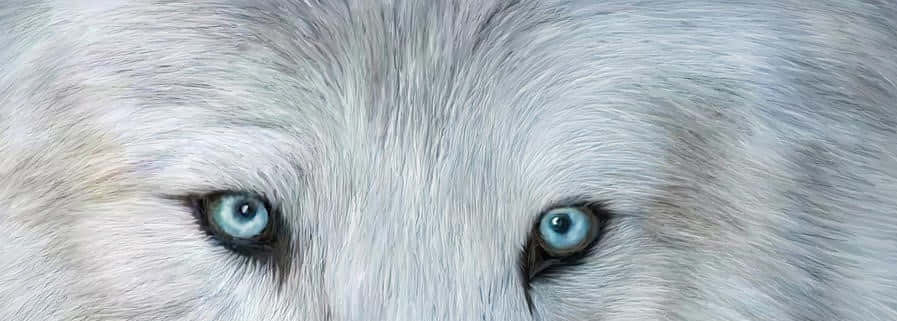 Intense Stare Of A Wolf's Eyes Wallpaper