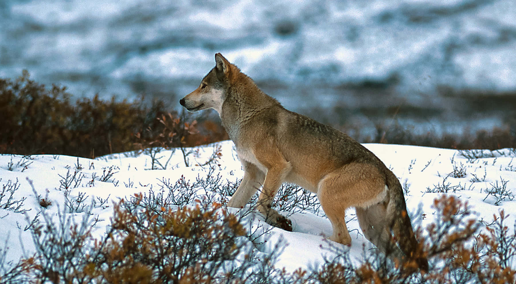 Intense Wolf Pack Hunting In The Wilderness Wallpaper