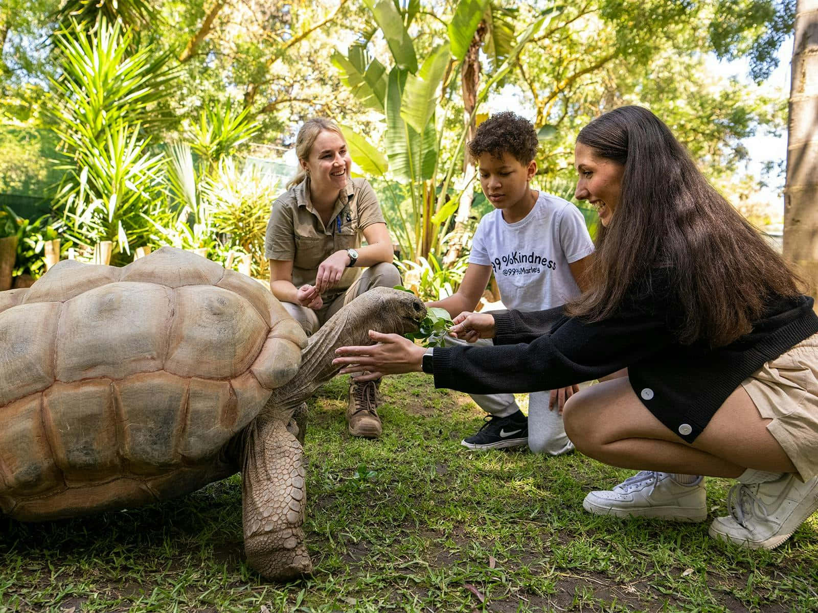 Interactive Tortoise Encounter Adelaide Zoo Wallpaper