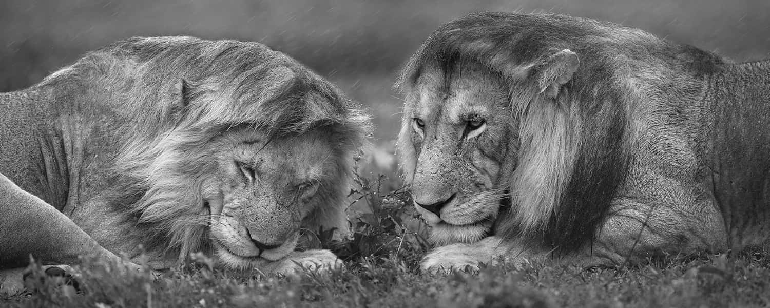 Intimate_ Lion_ Encounter_ B W Wallpaper